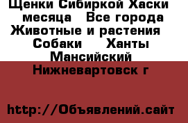 Щенки Сибиркой Хаски 2 месяца - Все города Животные и растения » Собаки   . Ханты-Мансийский,Нижневартовск г.